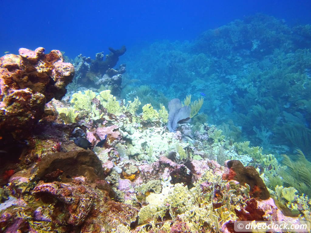 Monte Cristi - Off the Beaten Track Diving (Dominican Republic) - Dive ...