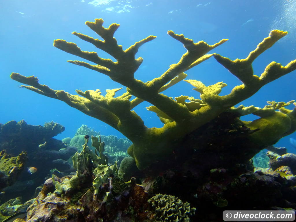 monte_cristi_dominican_republic_diveoclock-31.jpg