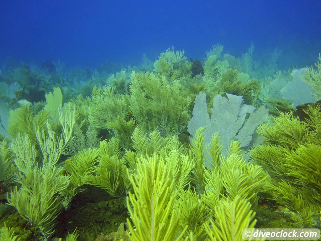 monte_cristi_dominican_republic_diveoclock-43.jpg