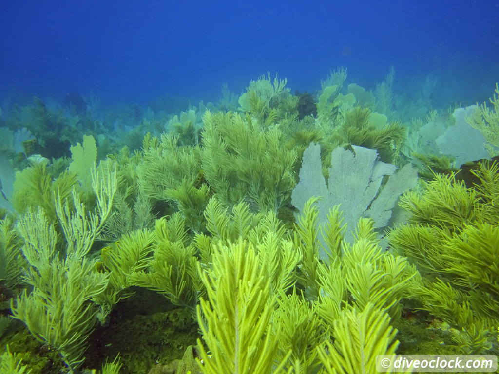 monte_cristi_dominican_republic_diveoclock-43.jpg