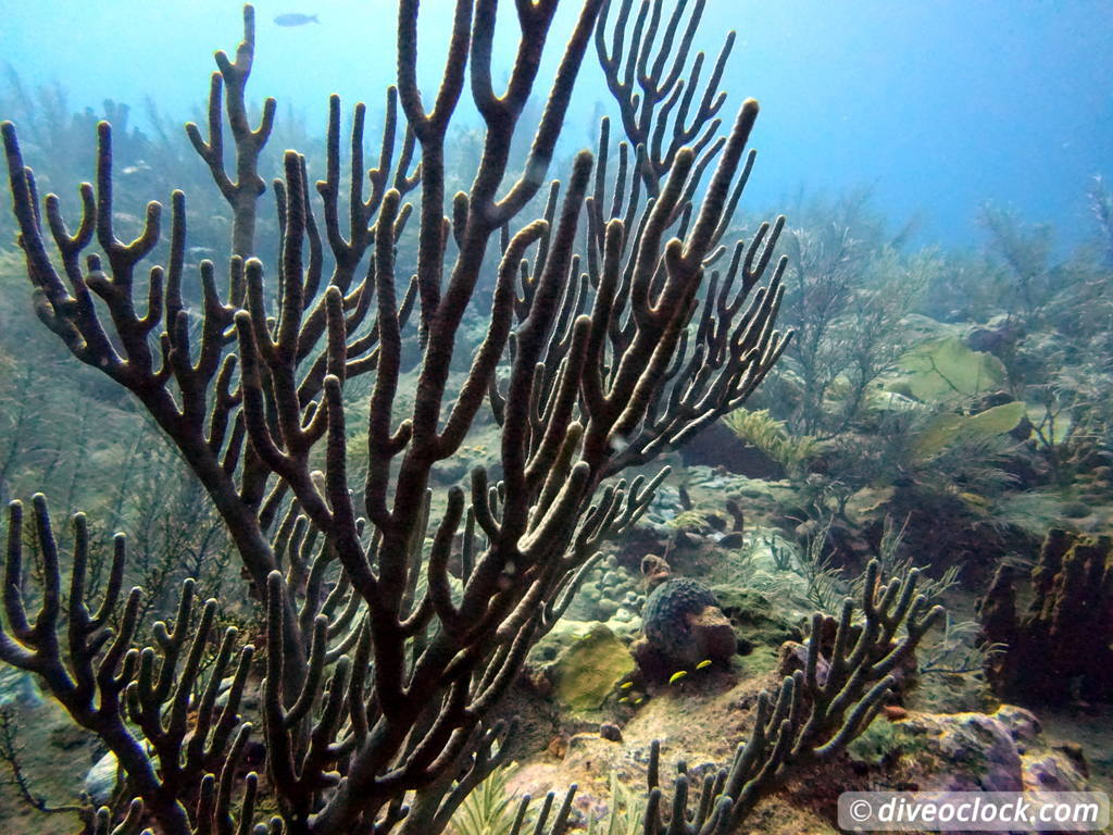 monte_cristi_dominican_republic_diveoclock-54.jpg