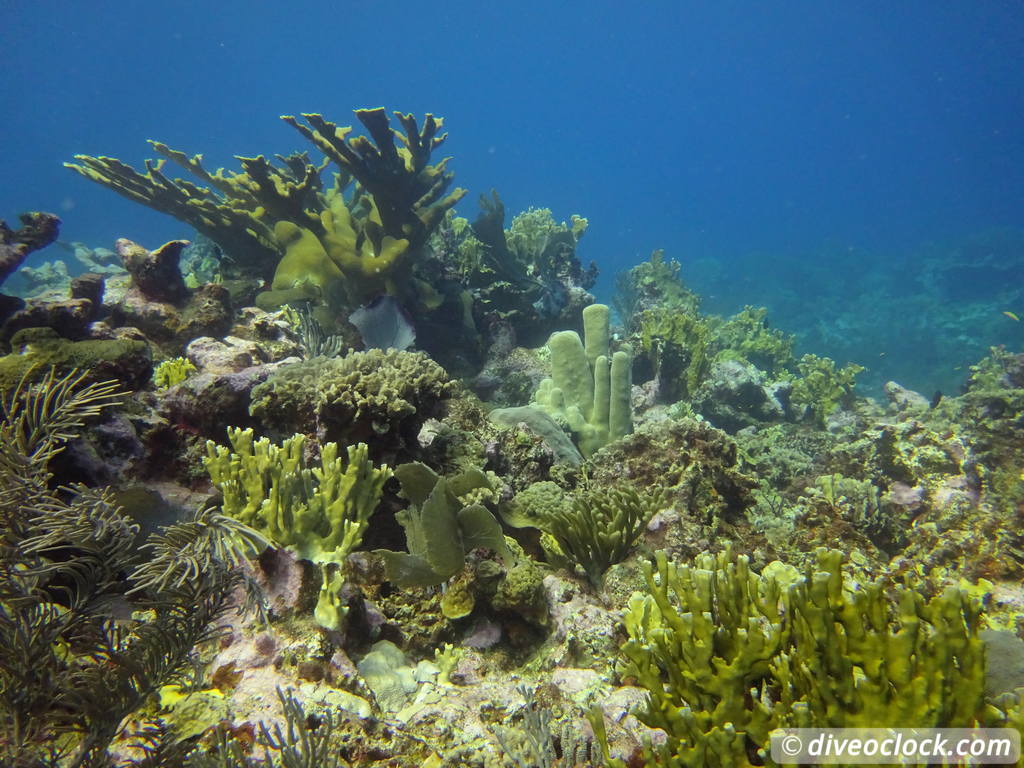 monte_cristi_dominican_republic_diveoclock-71.jpg