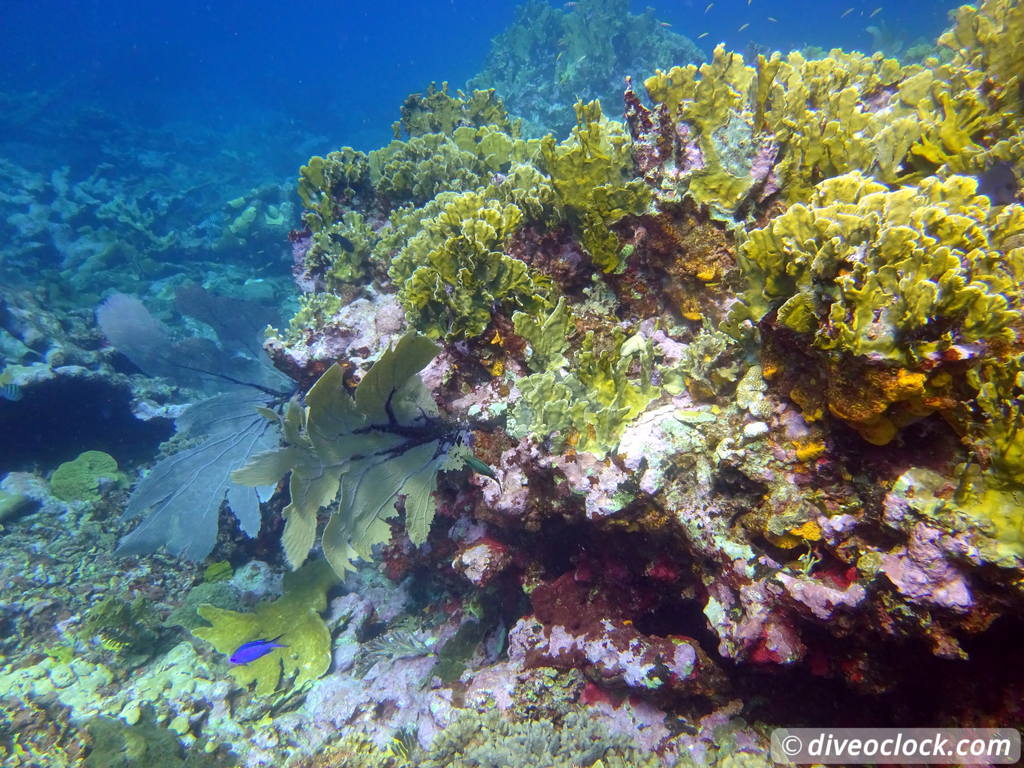 Monte Cristi - Off the Beaten Track Diving (Dominican Republic) - Dive ...