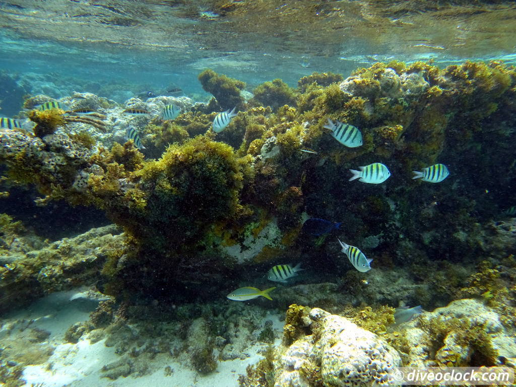 punta_rucia_dominican_republic_diveoclock-23.jpg