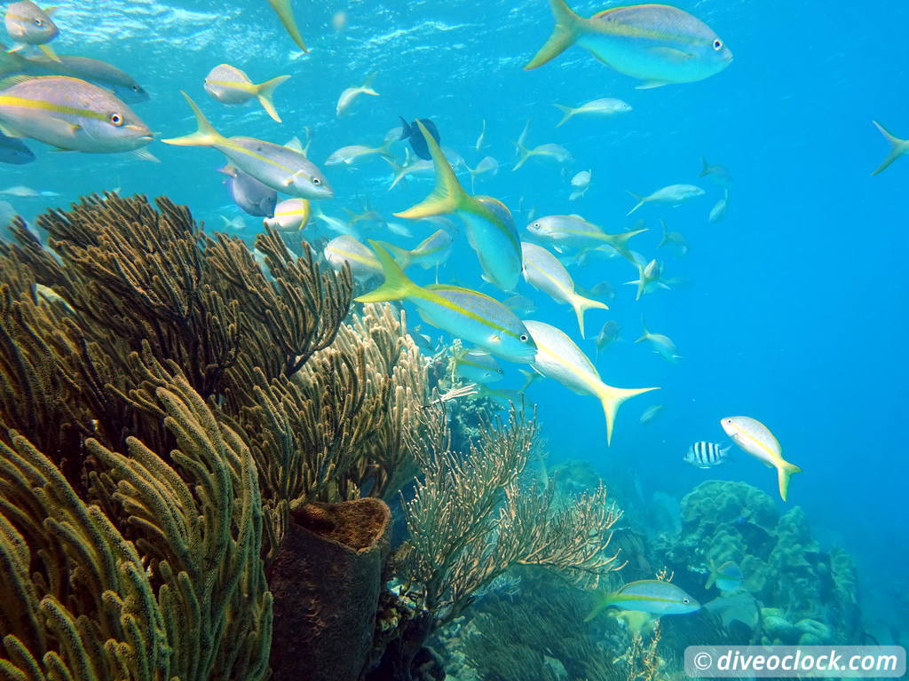 Top 5 Caribbean Dive Spots  Caribbean DominicanRepublic PuntaRucia Punta Rucia Dominican Republic Diveoclock 27