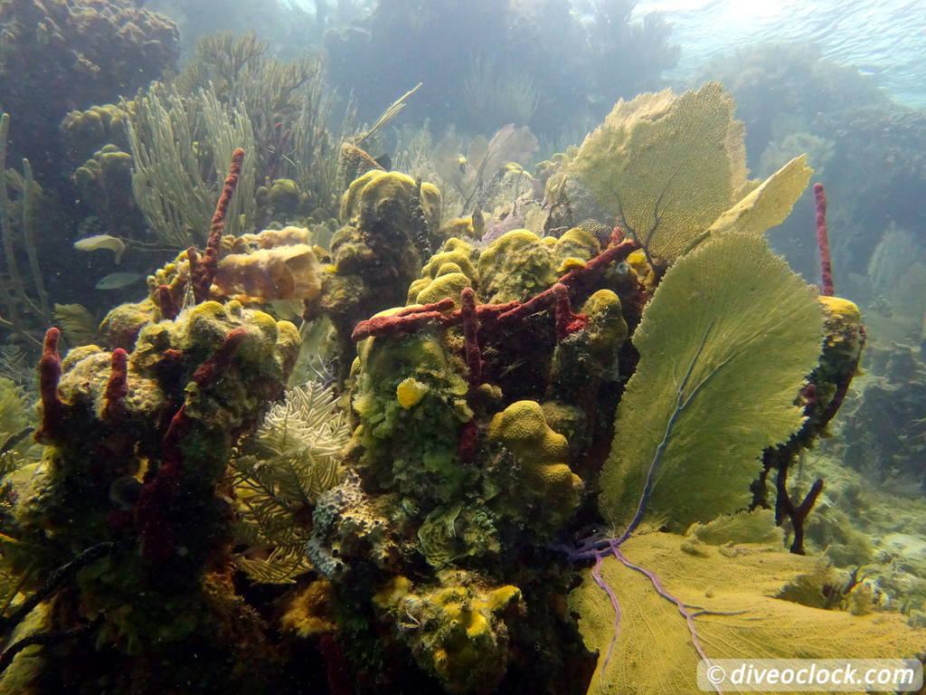 punta_rucia_dominican_republic_diveoclock-31.jpg