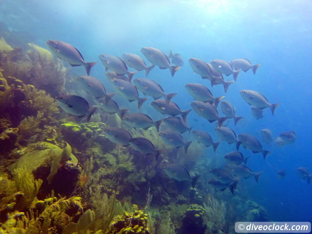 punta_rucia_dominican_republic_diveoclock-38.jpg