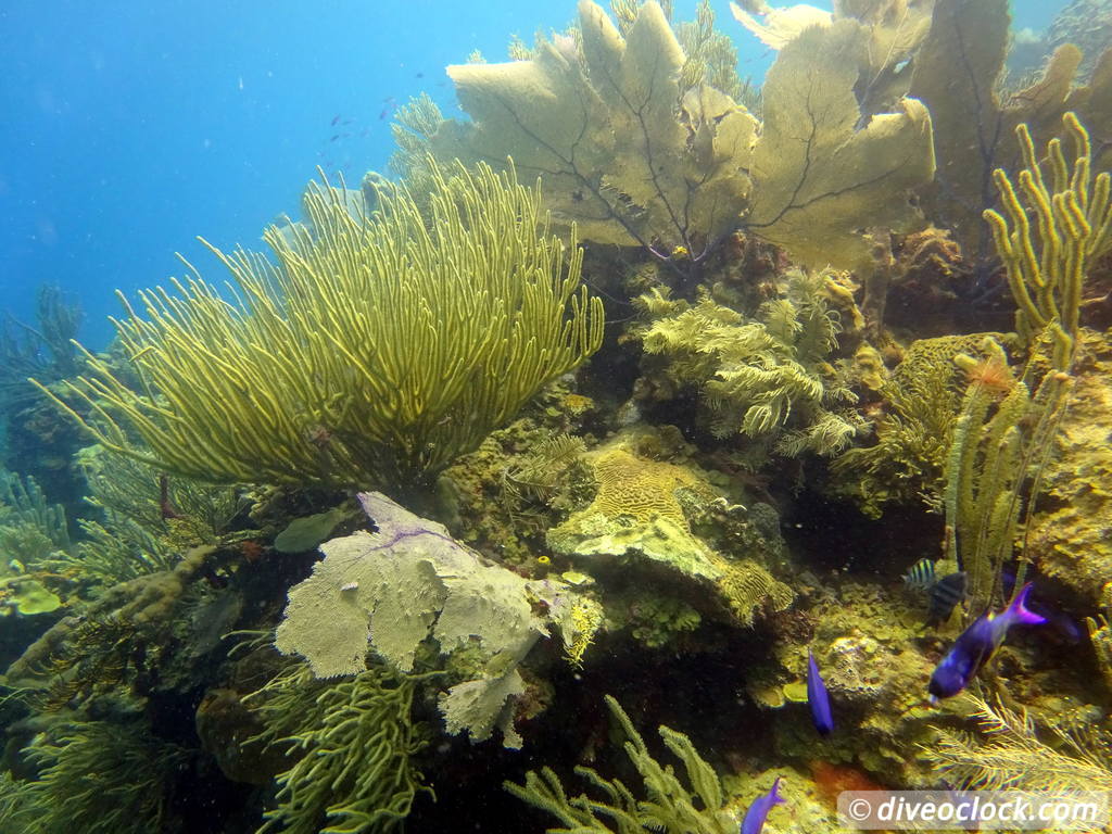 punta_rucia_dominican_republic_diveoclock-39.jpg