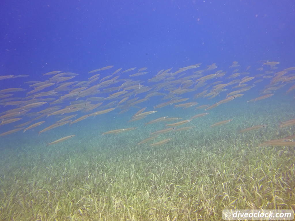 punta_rucia_dominican_republic_diveoclock-46.jpg