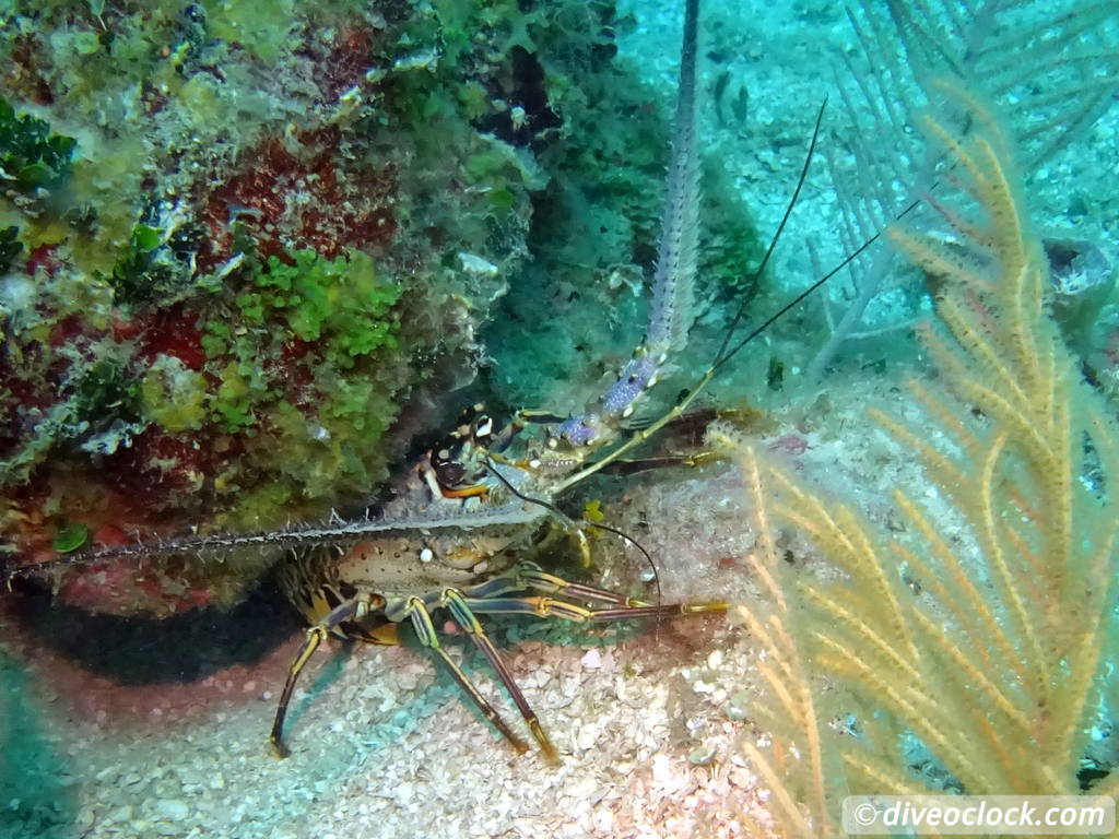 punta_rucia_dominican_republic_diveoclock-7.jpg