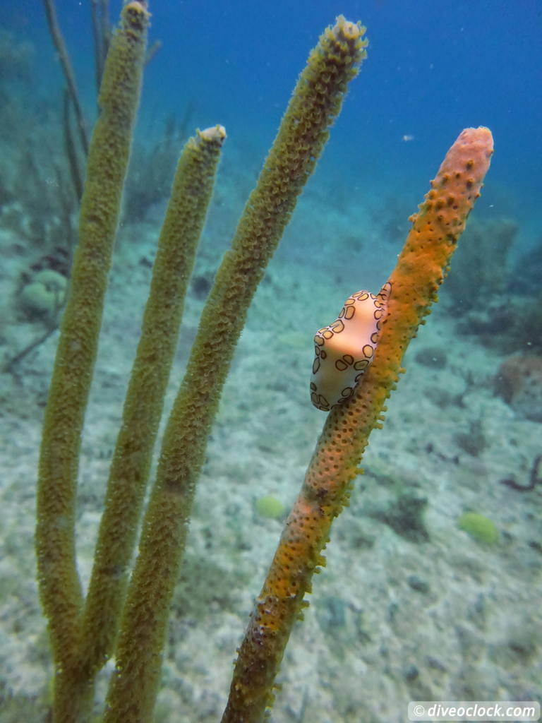 Bayahibe SCUBA diving around Saona Island Dominican Republic  Dominicanrepublic Saona Diveoclock 38