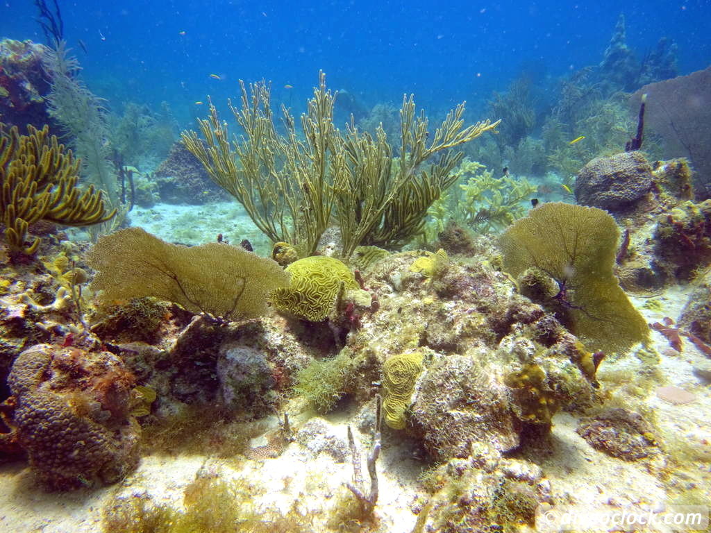 Bayahibe SCUBA diving around Saona Island Dominican Republic  Dominicanrepublic Saona Diveoclock 41