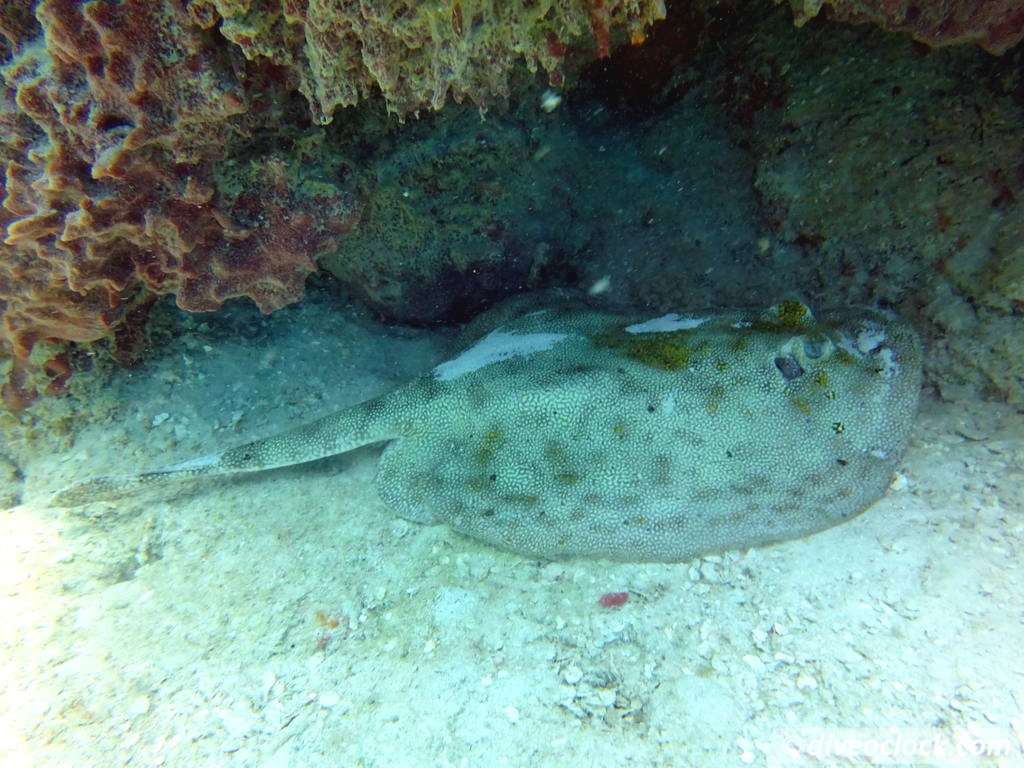 Bayahibe SCUBA diving around Saona Island Dominican Republic  Dominicanrepublic Saona Diveoclock 50