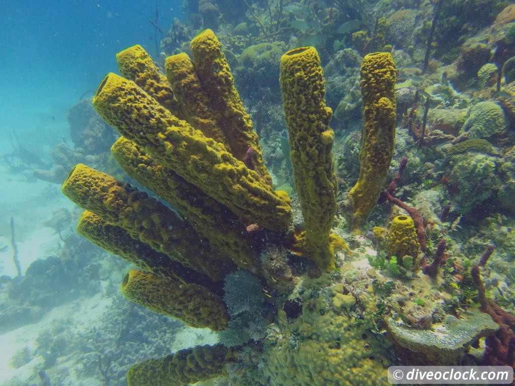 Bayahibe SCUBA diving around Saona Island Dominican Republic  Dominicanrepublic Saona Diveoclock 51