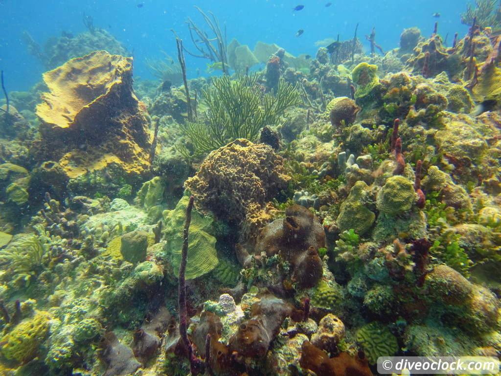 Bayahibe SCUBA diving around Saona Island Dominican Republic  Dominicanrepublic Saona Diveoclock 52