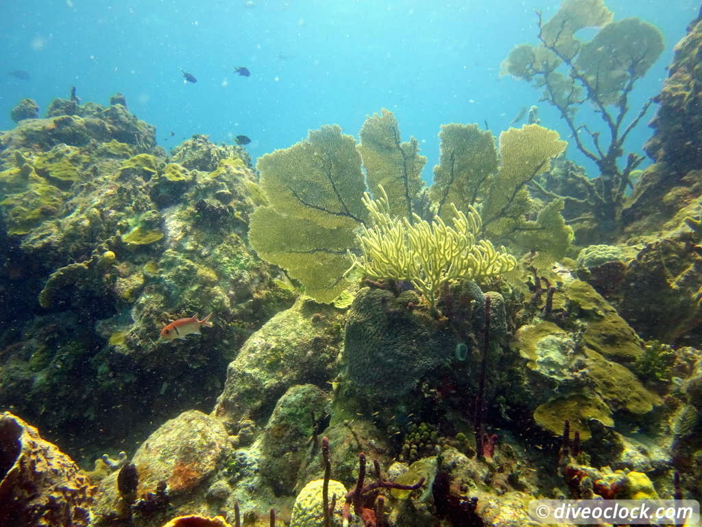 Bayahibe SCUBA diving around Saona Island Dominican Republic  Dominicanrepublic Saona Diveoclock 53