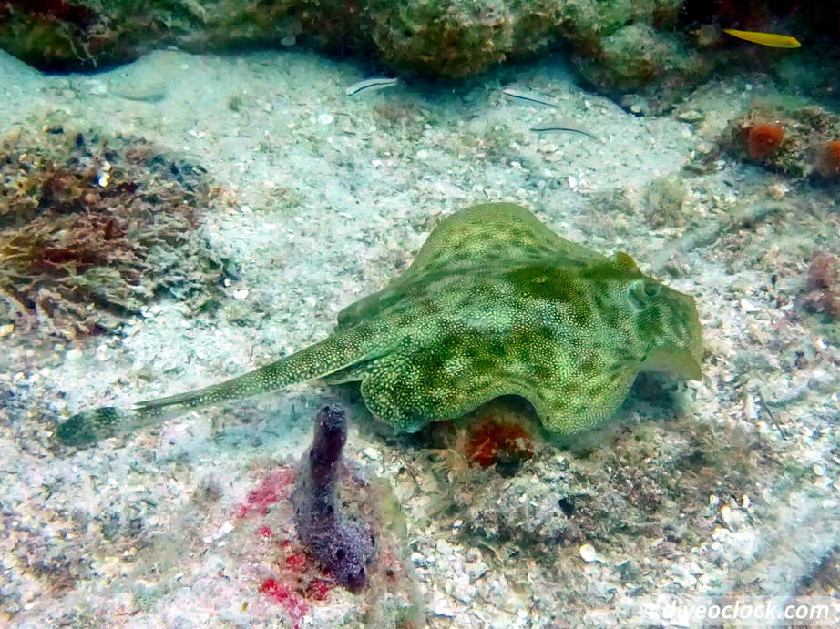 Bayahibe SCUBA diving around Saona Island Dominican Republic  Dominicanrepublic Saona Diveoclock 74