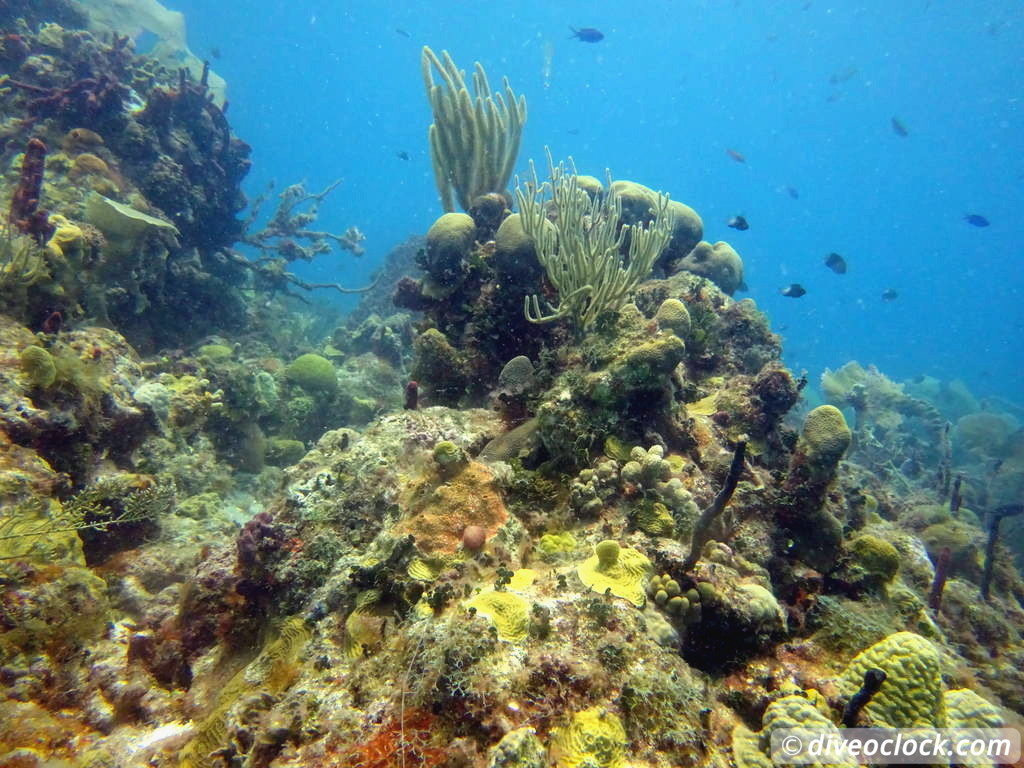 Bayahibe SCUBA diving around Saona Island Dominican Republic  Dominicanrepublic Saona Diveoclock 76