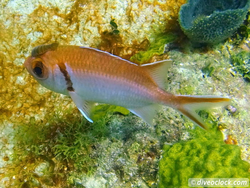 Bayahibe SCUBA diving around Saona Island Dominican Republic  Dominicanrepublic Saona Diveoclock 84