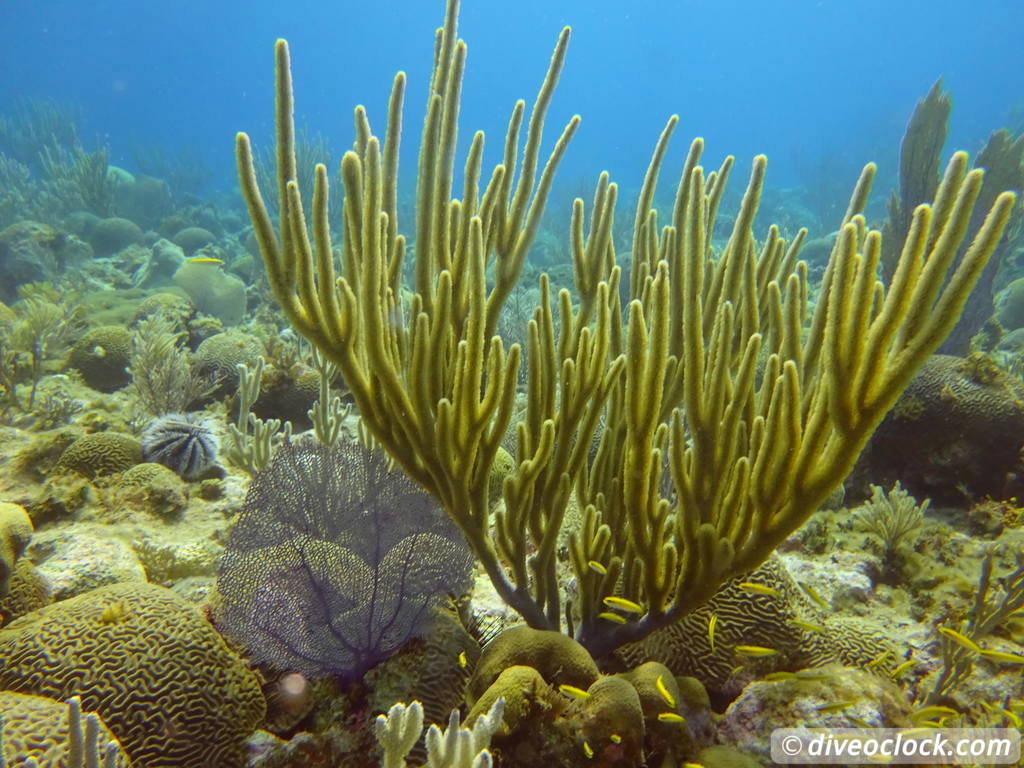 sosua_dominican_republic_diveoclock-12.jpg