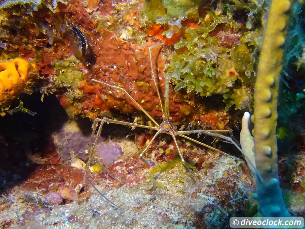 sosua_dominican_republic_diveoclock-18.jpg