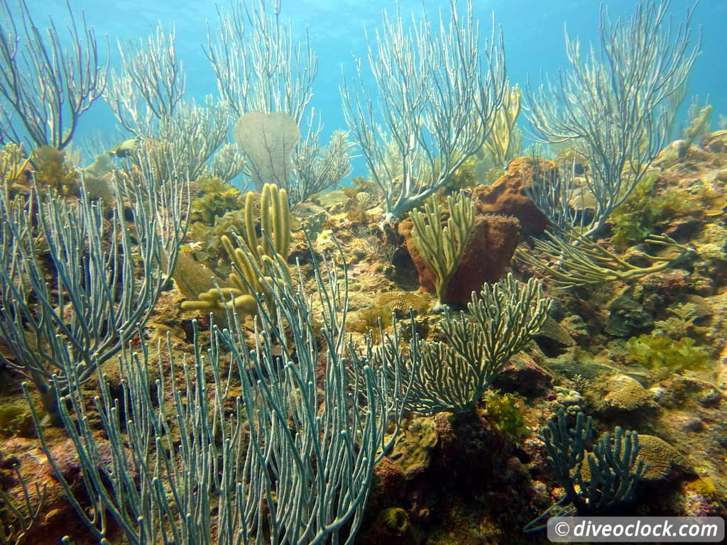 sosua_dominican_republic_diveoclock-39.jpg