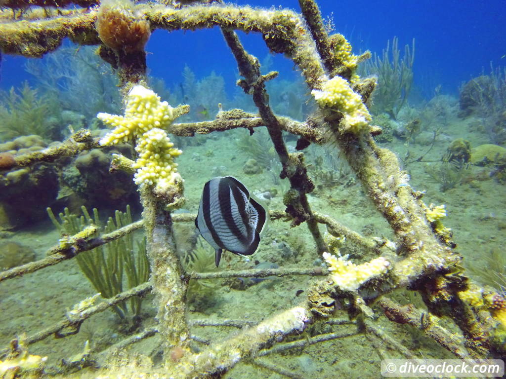 sosua_dominican_republic_diveoclock-62.jpg