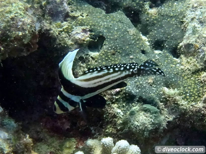 sosua_dominican_republic_diveoclock-79.jpg