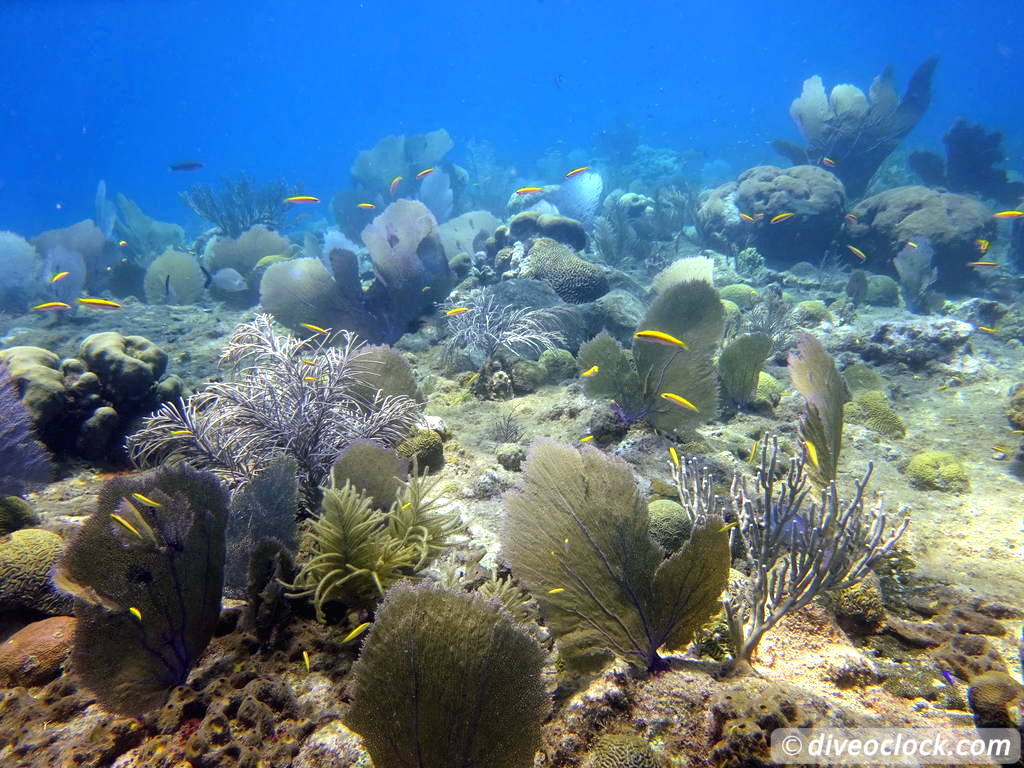 sosua_dominican_republic_diveoclock-83.jpg