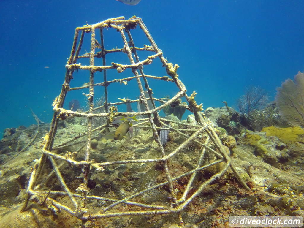 sosua_dominican_republic_diveoclock-84.jpg