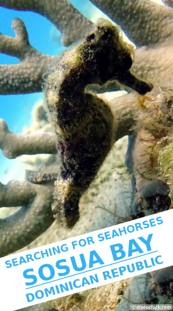 Sosua - Searching for Magnificent Seahorses (Dominican Republic)