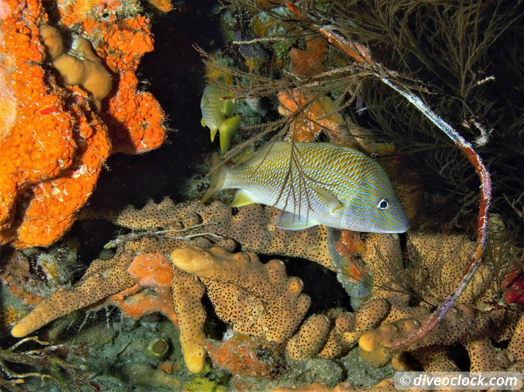 Les Saintes Diving the Legendary Sec Pâté Guadeloupe  Secpate Diveoclock 10