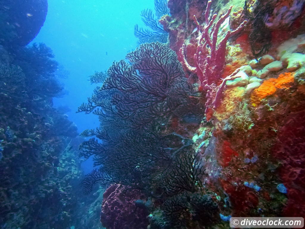 Les Saintes Diving the Legendary Sec Pâté Guadeloupe  Secpate Diveoclock 25