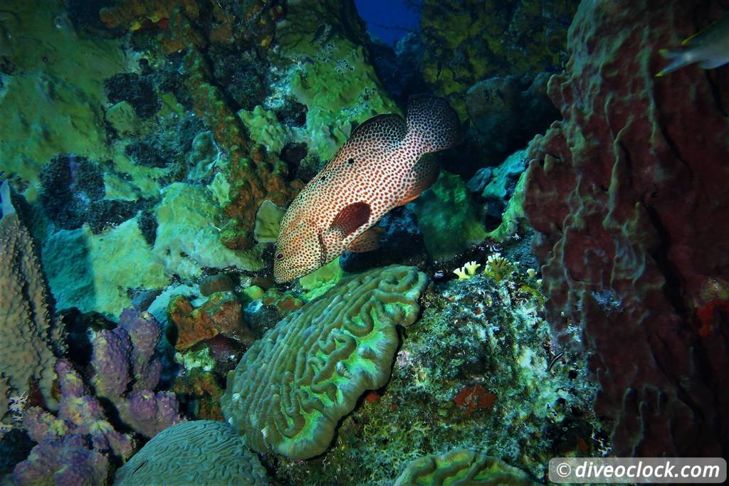 Les Saintes Diving the Legendary Sec Pâté Guadeloupe  Secpate Diveoclock 3