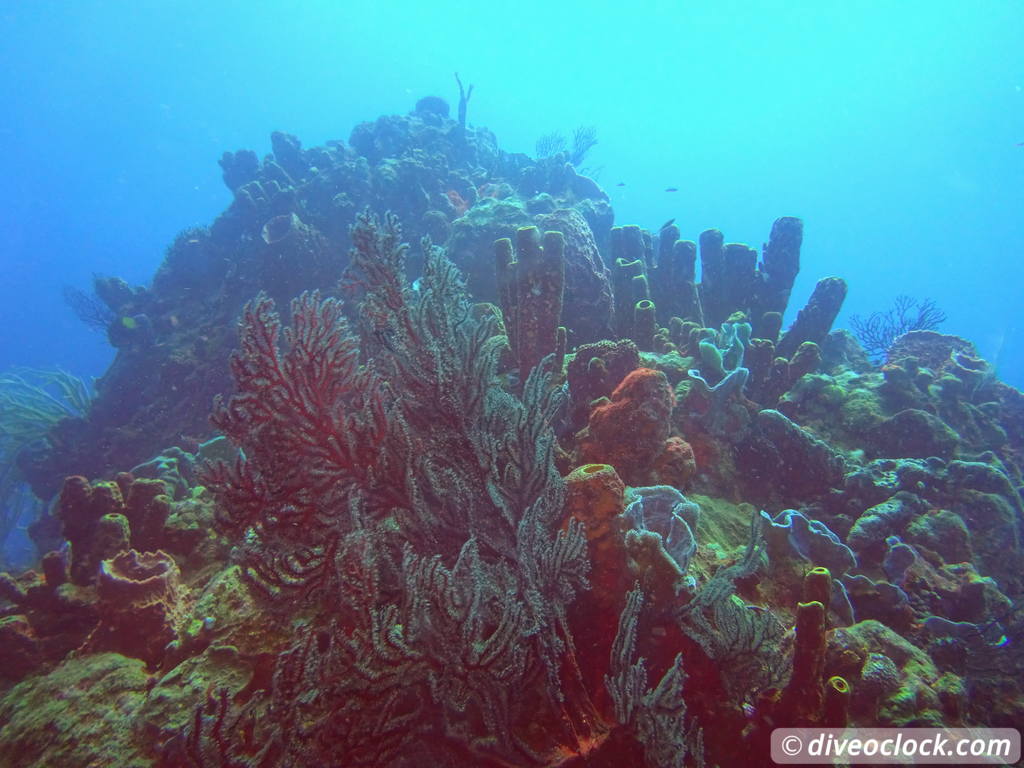 Les Saintes Diving the Legendary Sec Pâté Guadeloupe  Secpate Diveoclock 33