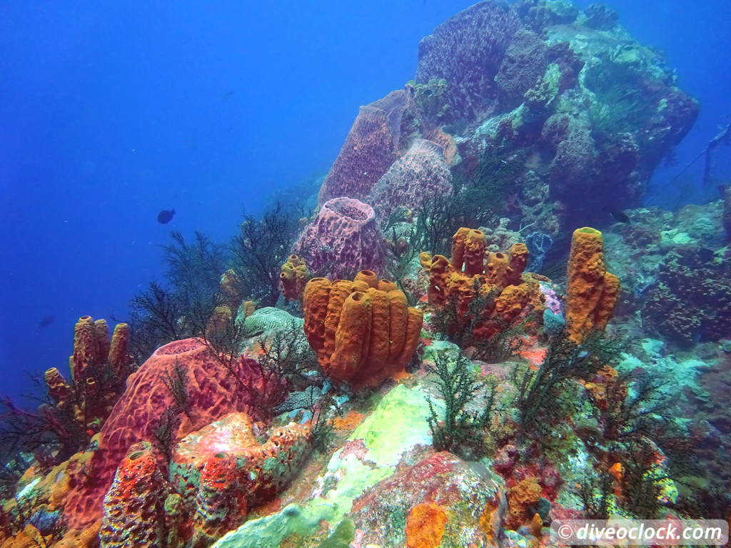 Les Saintes Diving the Legendary Sec Pâté Guadeloupe  Secpate Diveoclock 43