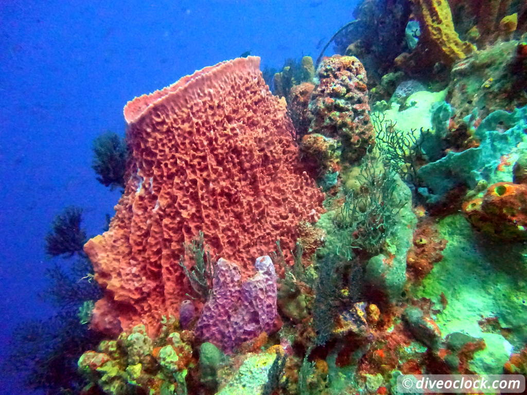 Les Saintes Diving the Legendary Sec Pâté Guadeloupe  Secpate Diveoclock 49