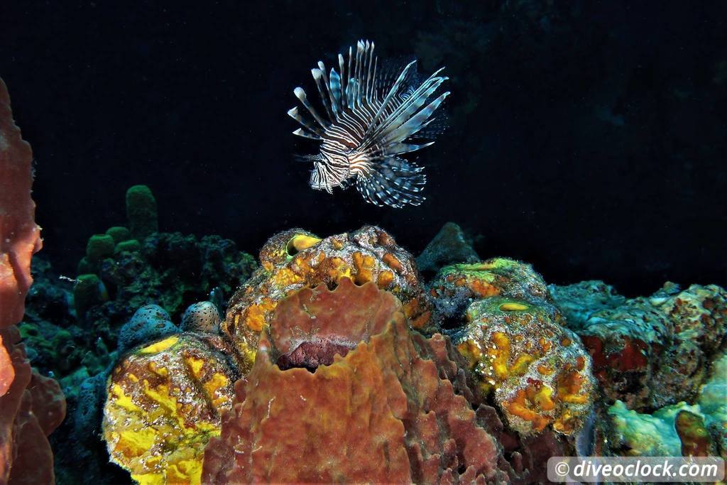 Les Saintes Diving the Legendary Sec Pâté Guadeloupe  Secpate Diveoclock 5