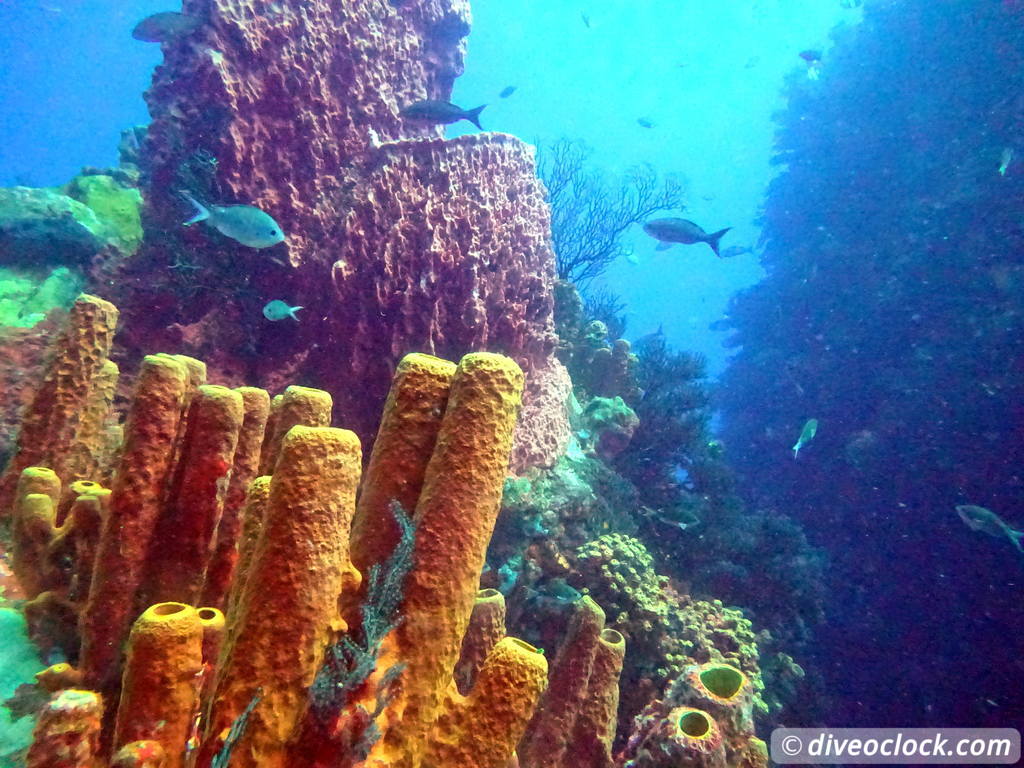 Les Saintes Diving the Legendary Sec Pâté Guadeloupe  Secpate Diveoclock 50