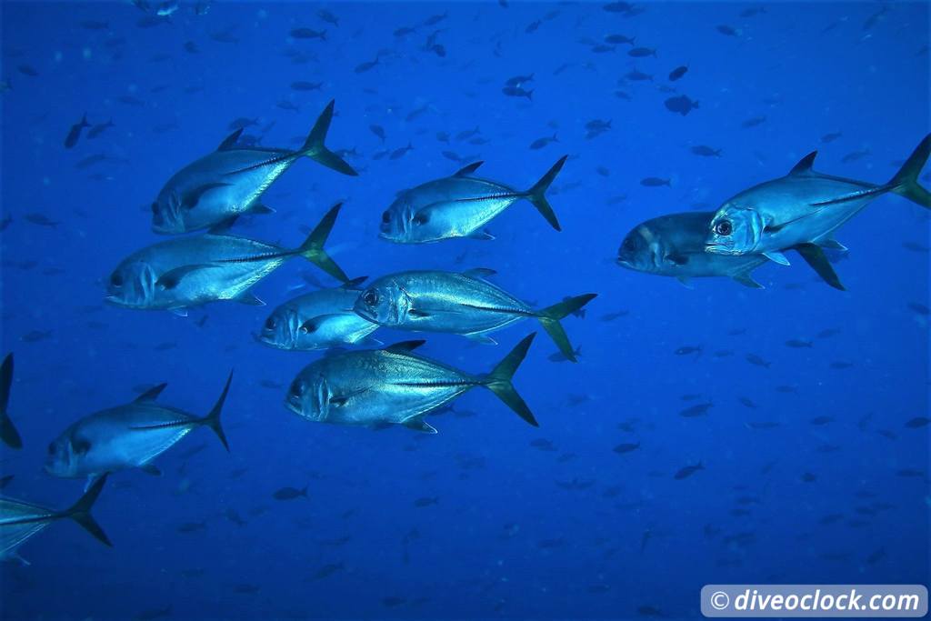 Les Saintes Diving the Legendary Sec Pâté Guadeloupe  Secpate Diveoclock 6