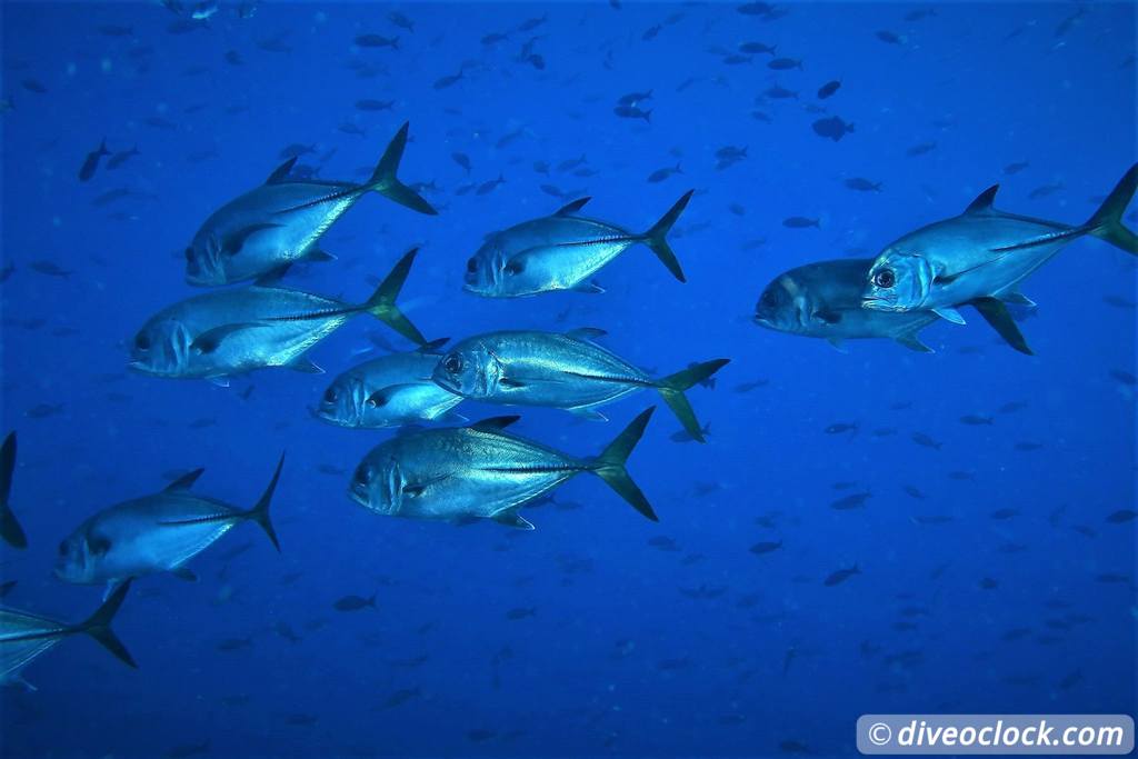 Les Saintes Diving the Legendary Sec Pâté Guadeloupe  Secpate Diveoclock 6