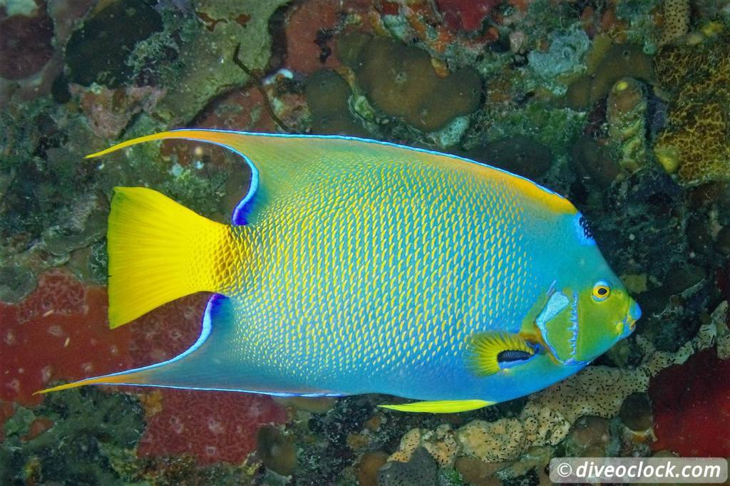 Les Saintes Diving the Legendary Sec Pâté Guadeloupe  Secpate Diveoclock 7