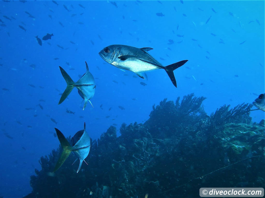 Les Saintes Diving the Legendary Sec Pâté Guadeloupe  Secpate Diveoclock 9