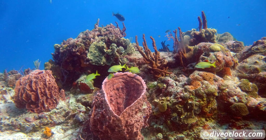 Cabo Pulmo Incredible Diving in the Sea of Cortez Mexico   Caribbean Mexico Cozumel 