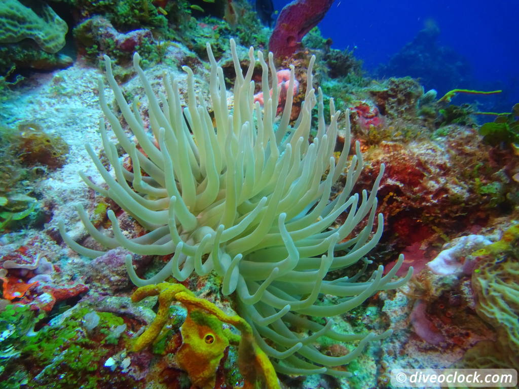 palancar_reef_cozumel_diveoclock-5.jpg