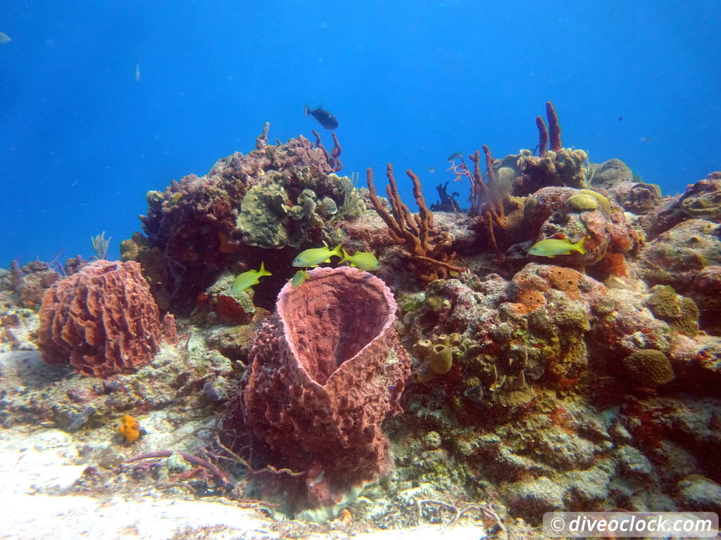 san_clemente_cozumel_diveoclock-20.jpg