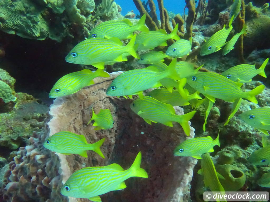 san_clemente_cozumel_diveoclock-21.jpg