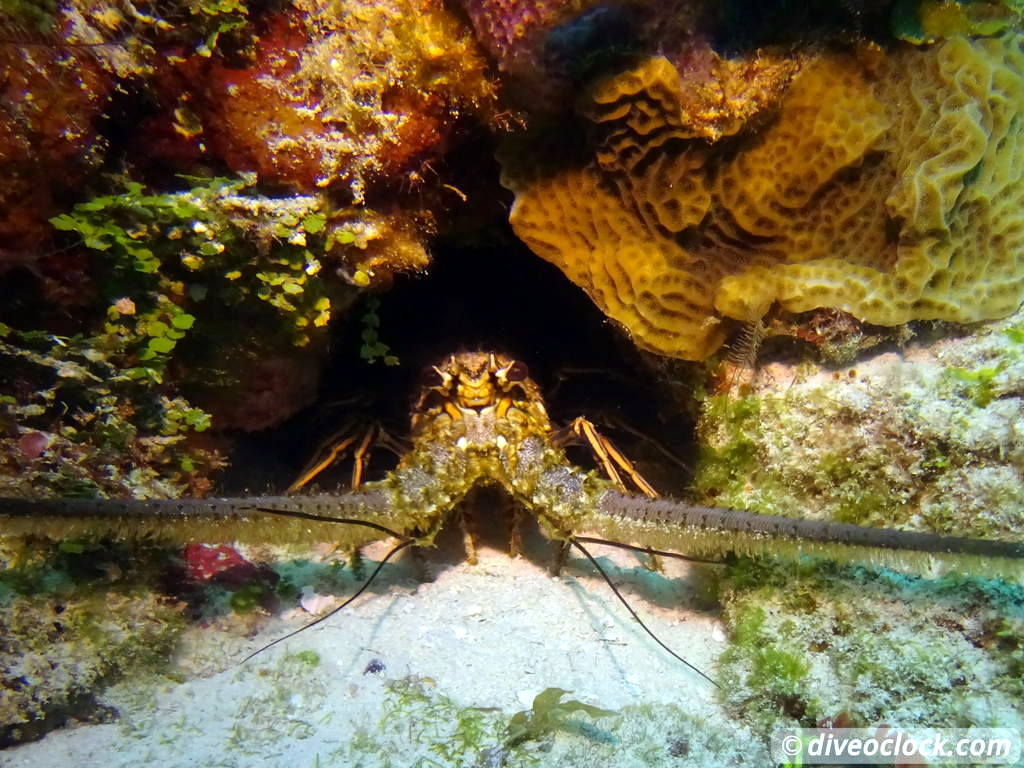 tormentos_cozumel_diveoclock-10.jpg