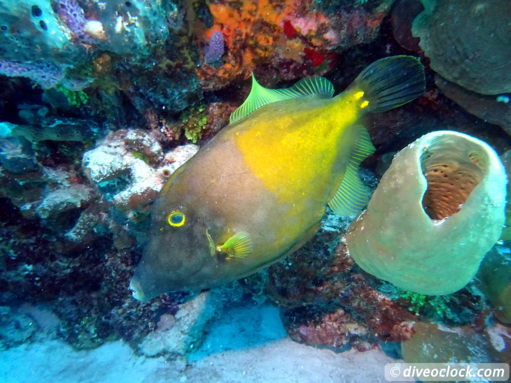 tormentos_cozumel_diveoclock-2.jpg