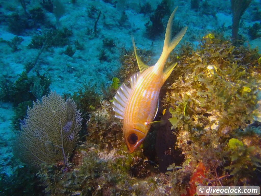 isla_mujeres_diveoclock-32.jpg